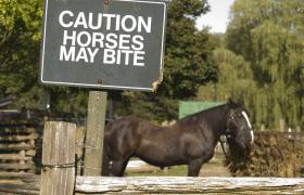 Ponies Укус: И другие реалии Будучи программного обеспечения Санта